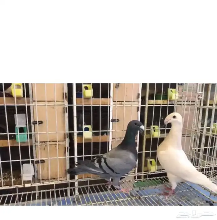 هومر الفور 1