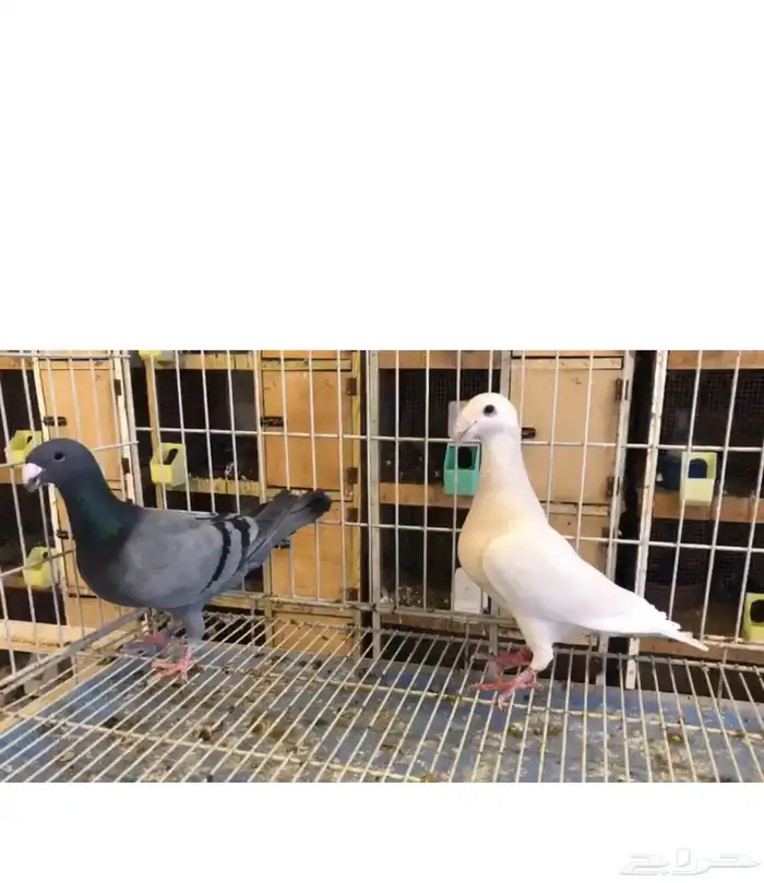هومر الفور 0