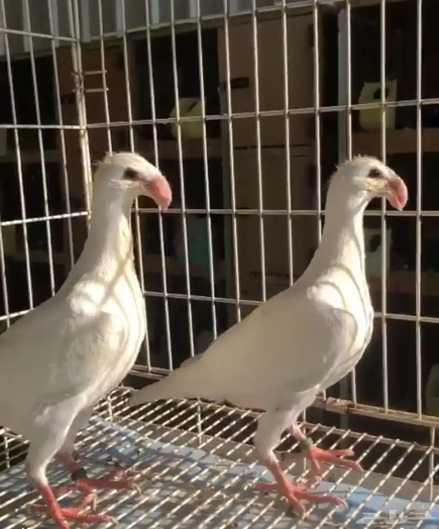 هومر الفور 6