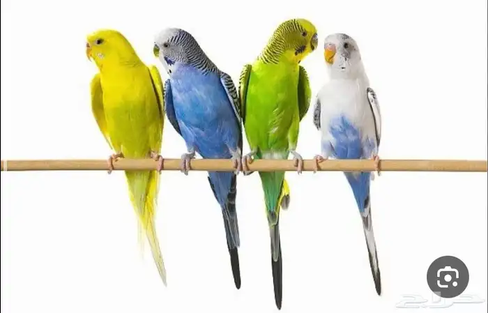 طيور حب للبيع او بدل 0