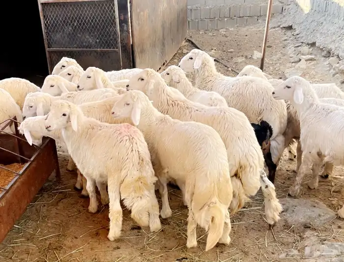 النماص تيوس طليان رخال عنقان خدمة التوصيل 2