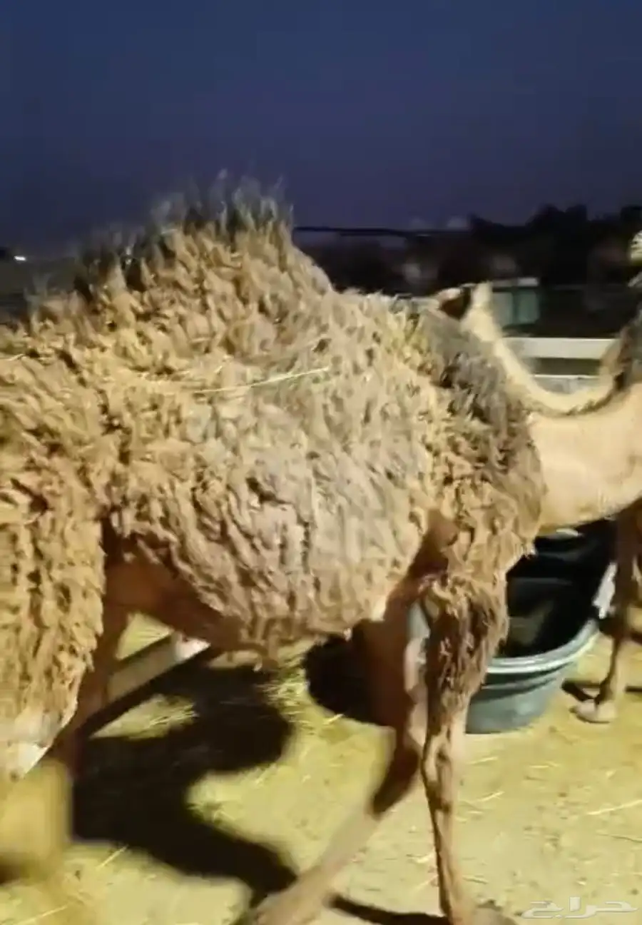 حشو طيبه للبيع 0