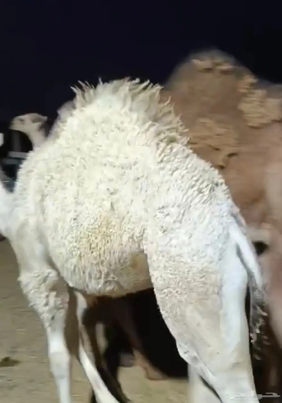 حشو طيبه للبيع 2
