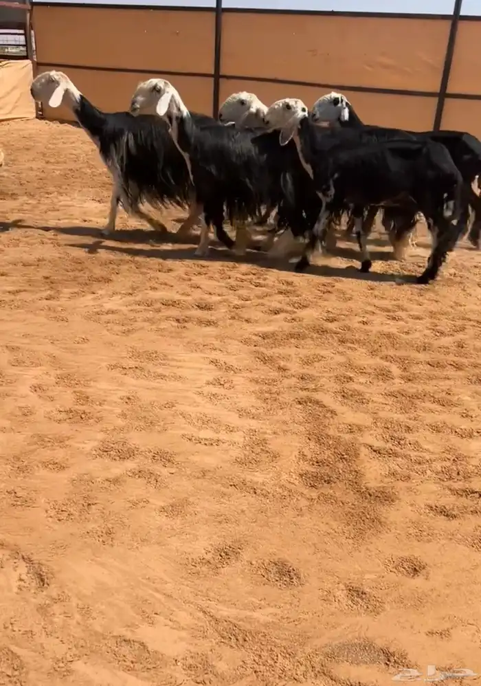 شياه نجد ولد 0