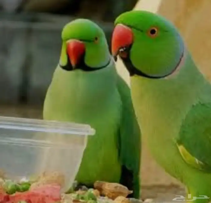 دره ذكر 0