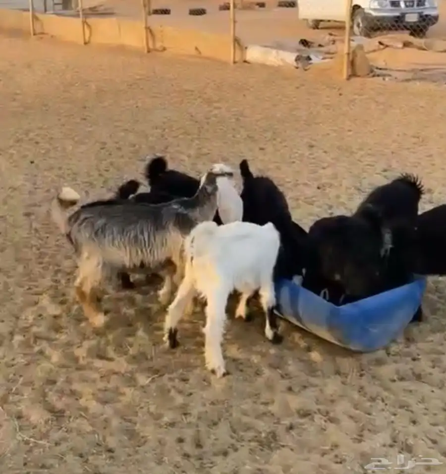تيوس جفار للبيع 1