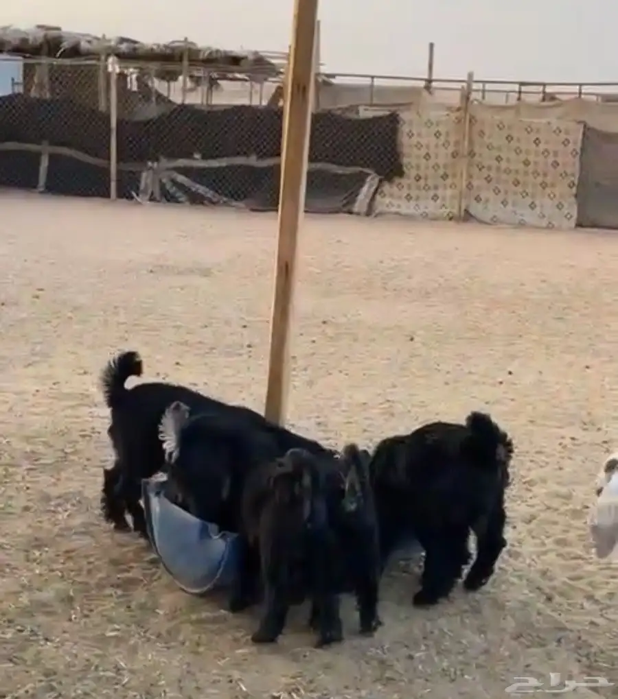 تيوس جفار للبيع 0