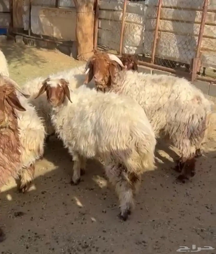 طليان ورخال برية نعيم بالمزرعة 2