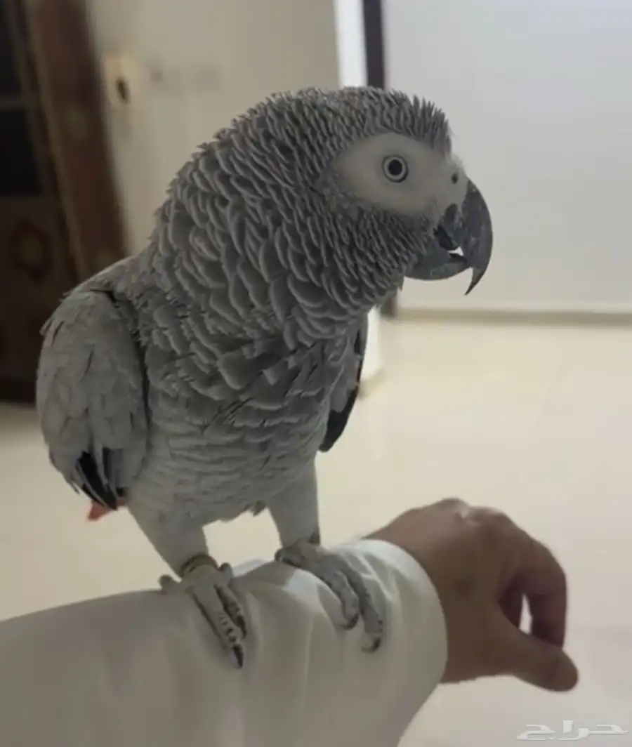 ببغا هولندي 3