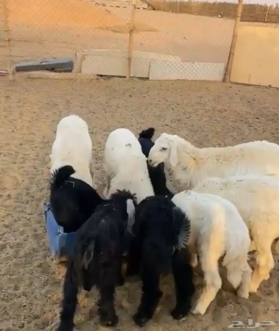 تيوس جفار للبيع 2