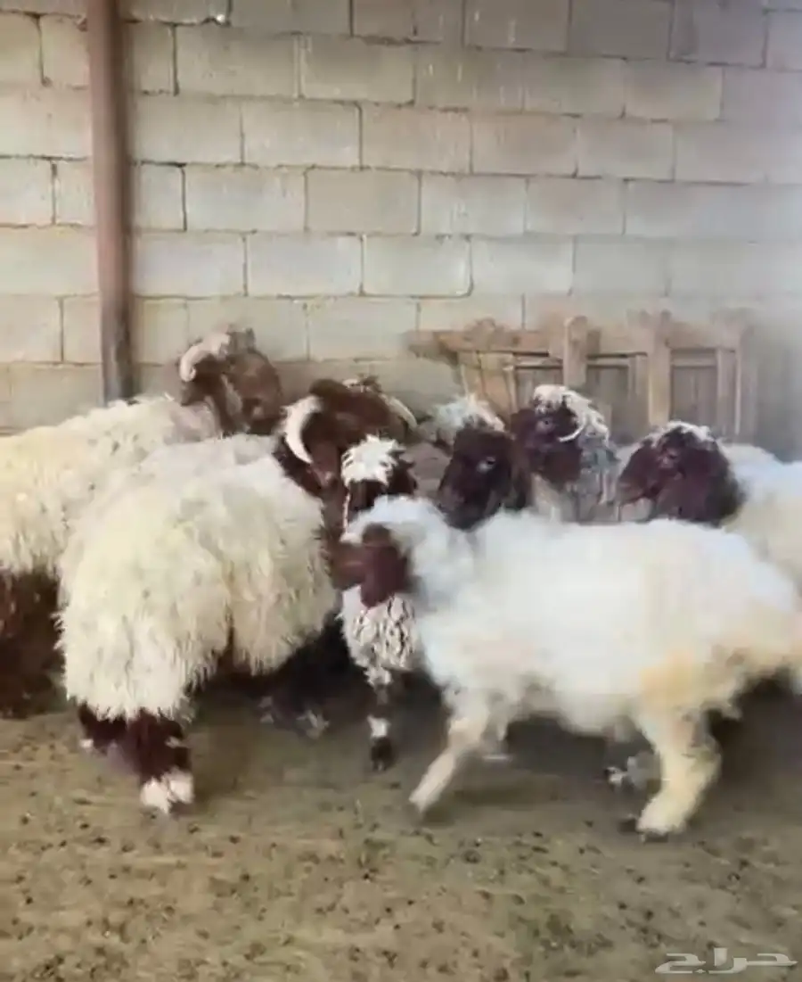 طليان ورخال برية نعيم بالمزرعة 0