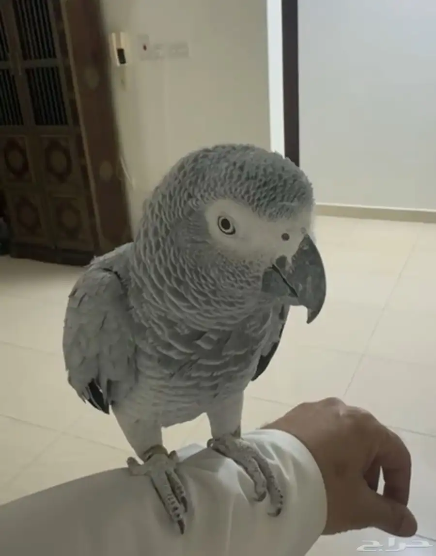 ببغا هولندي 2