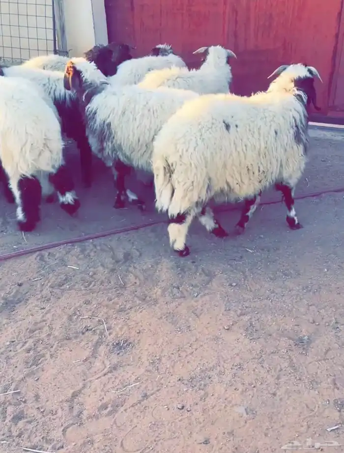خرفان ورخال نعيم 1