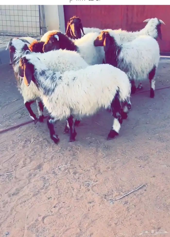 خرفان ورخال نعيم 0