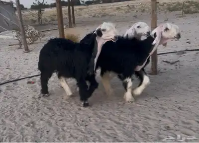رخال نجد صنف 3