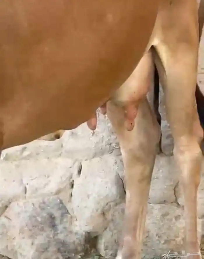 بقره كفو عليها حسيله 3
