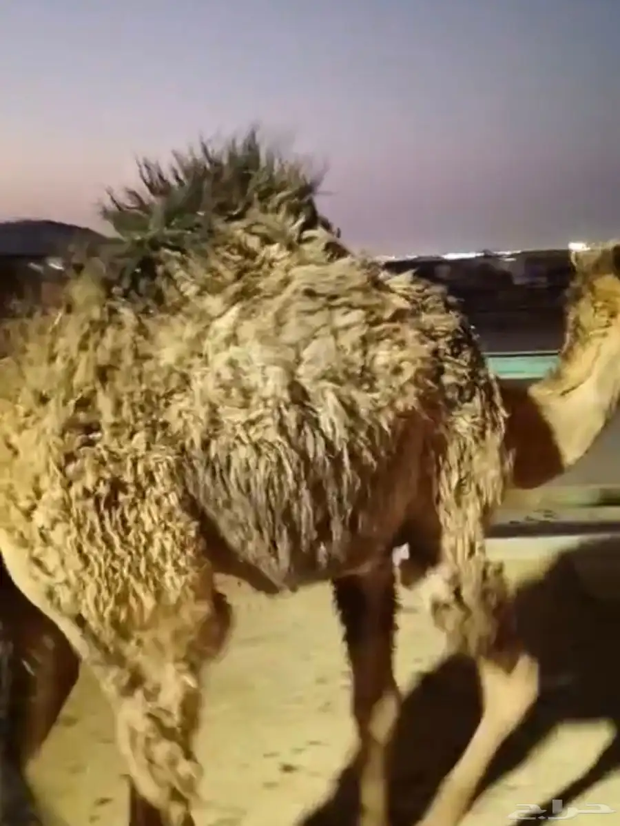 حشو طيبه للبيع 1