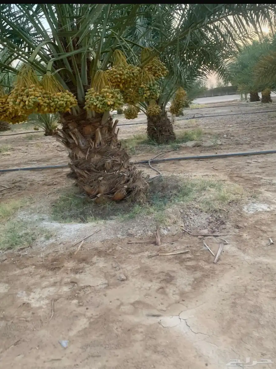 تمر خلاص الخرج 1