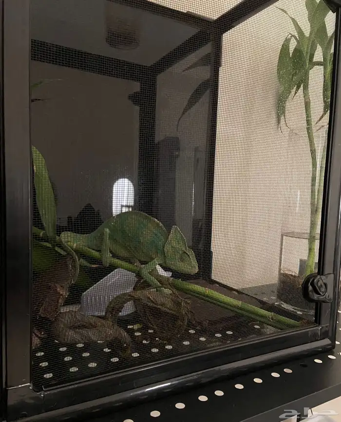 للبيع حرباء محجبة 1