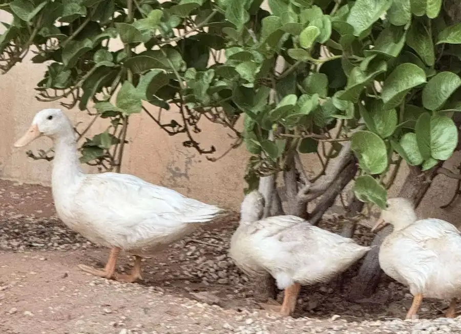 بط للبيع بعمر 5 اشهر العدد 3 1
