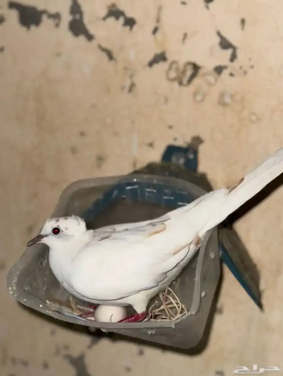 محميه طيور انواع و اشكال. 15