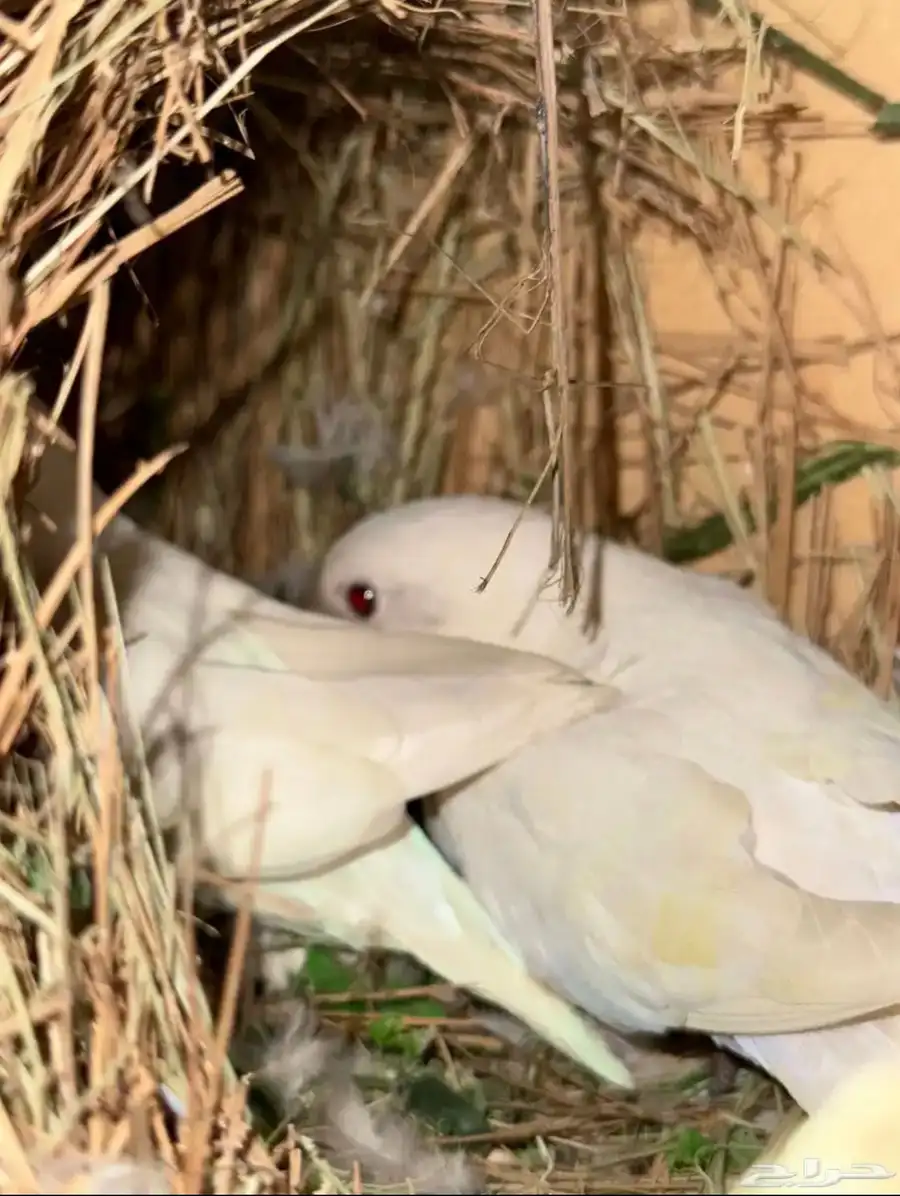محميه طيور انواع و اشكال. 1