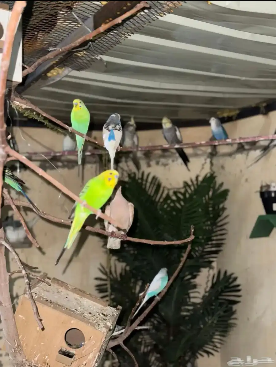 محميه طيور انواع و اشكال. 14