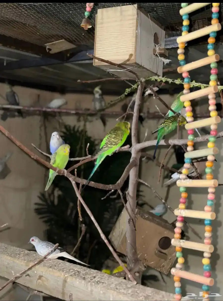 محميه طيور انواع و اشكال. 8