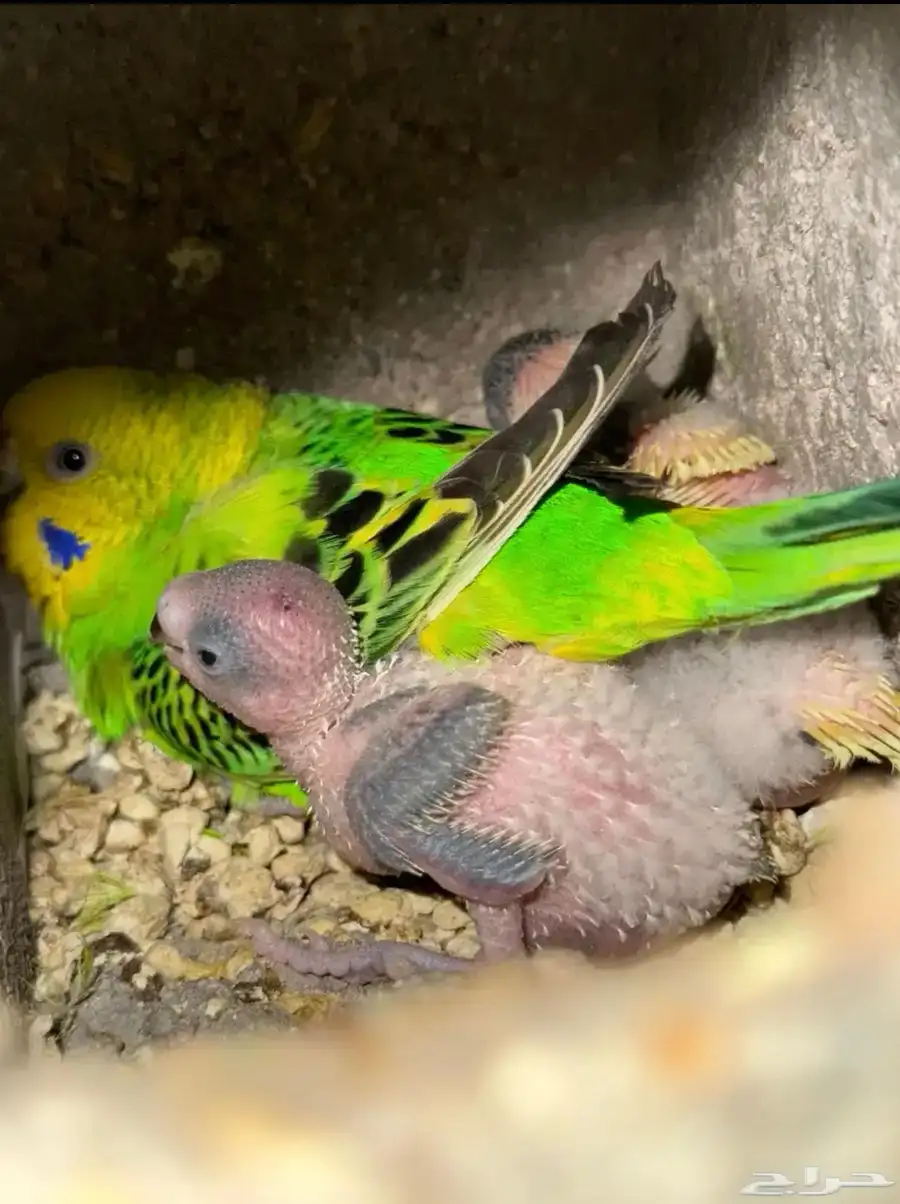 محميه طيور انواع و اشكال. 10
