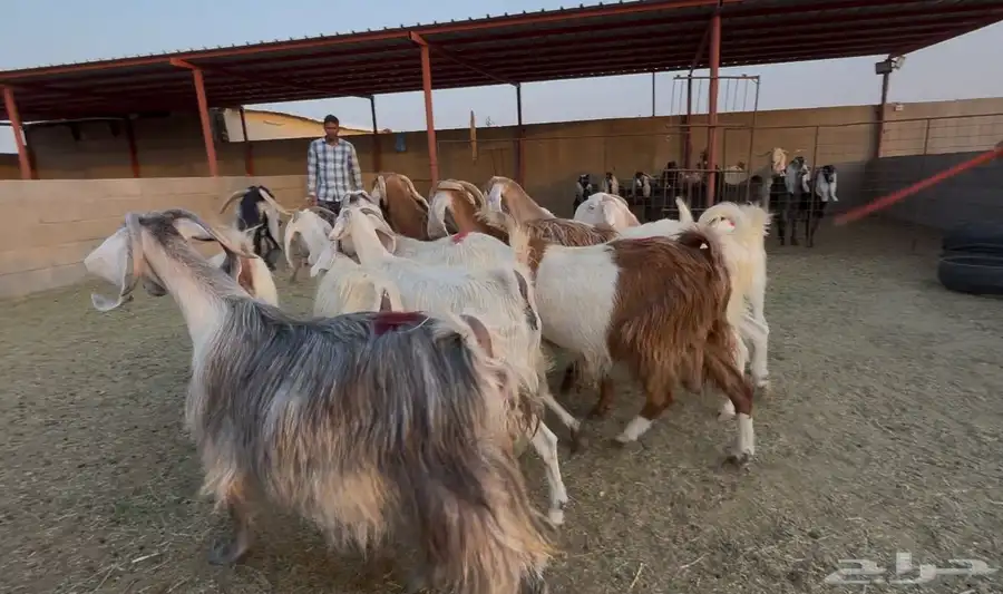 معزا مصريات طيبه الغالب دفيع العدد 10 4