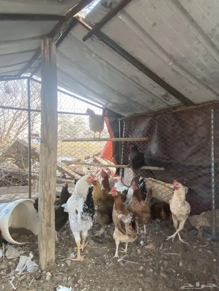 دجاج بلدي بياض نضيف شرط انباع 2