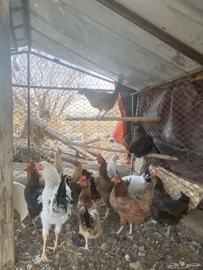 دجاج بلدي بياض نضيف شرط انباع 1