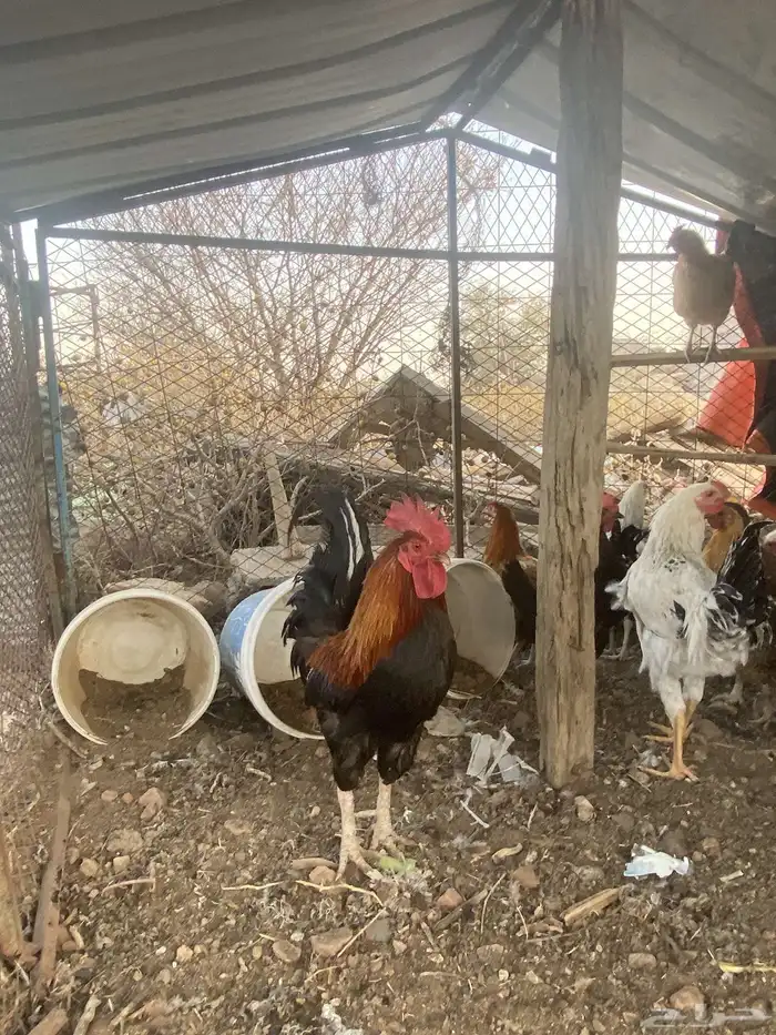 دجاج بلدي بياض نضيف شرط انباع 0