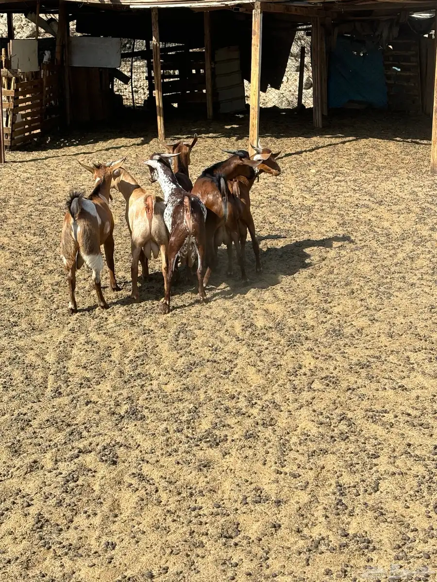 الشميسي طريق الخواجات 0