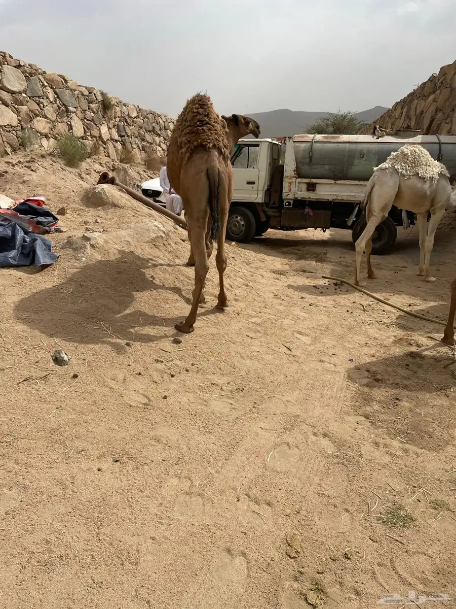 قعدان وبكره قعودين وبكره 4