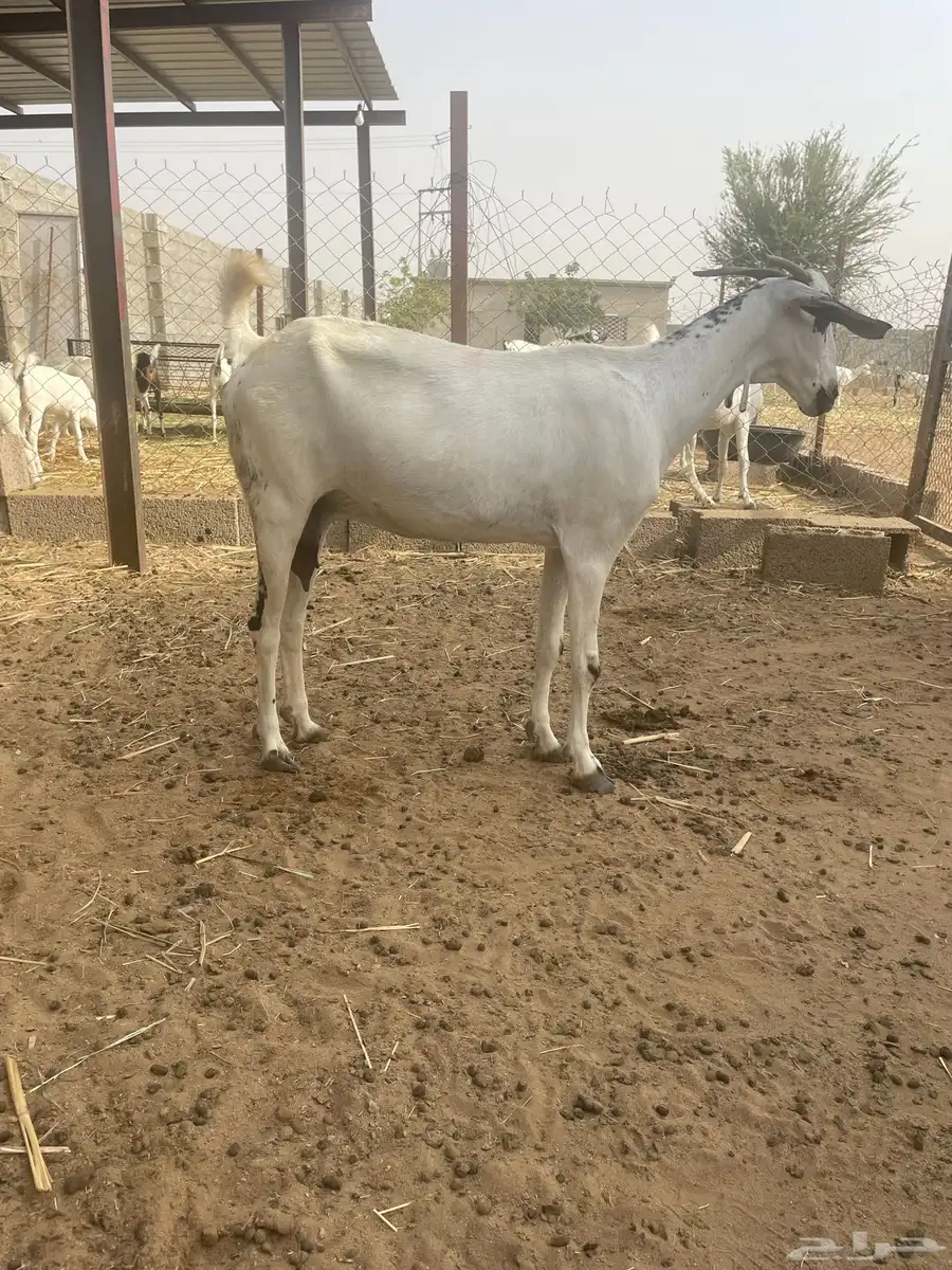 غنم بيشيات 1