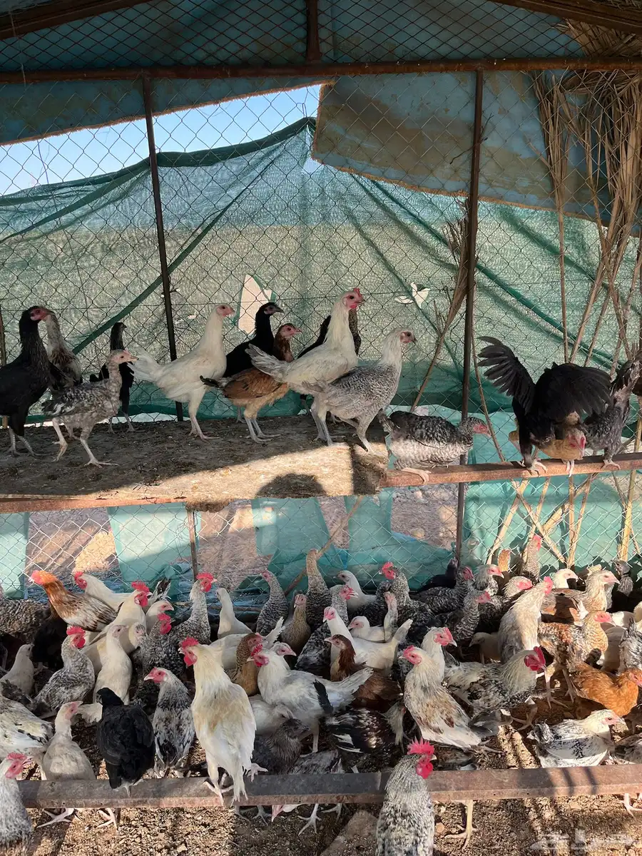 دجاج بلدي عمر خمس اشهور يوجد  تفريد 3