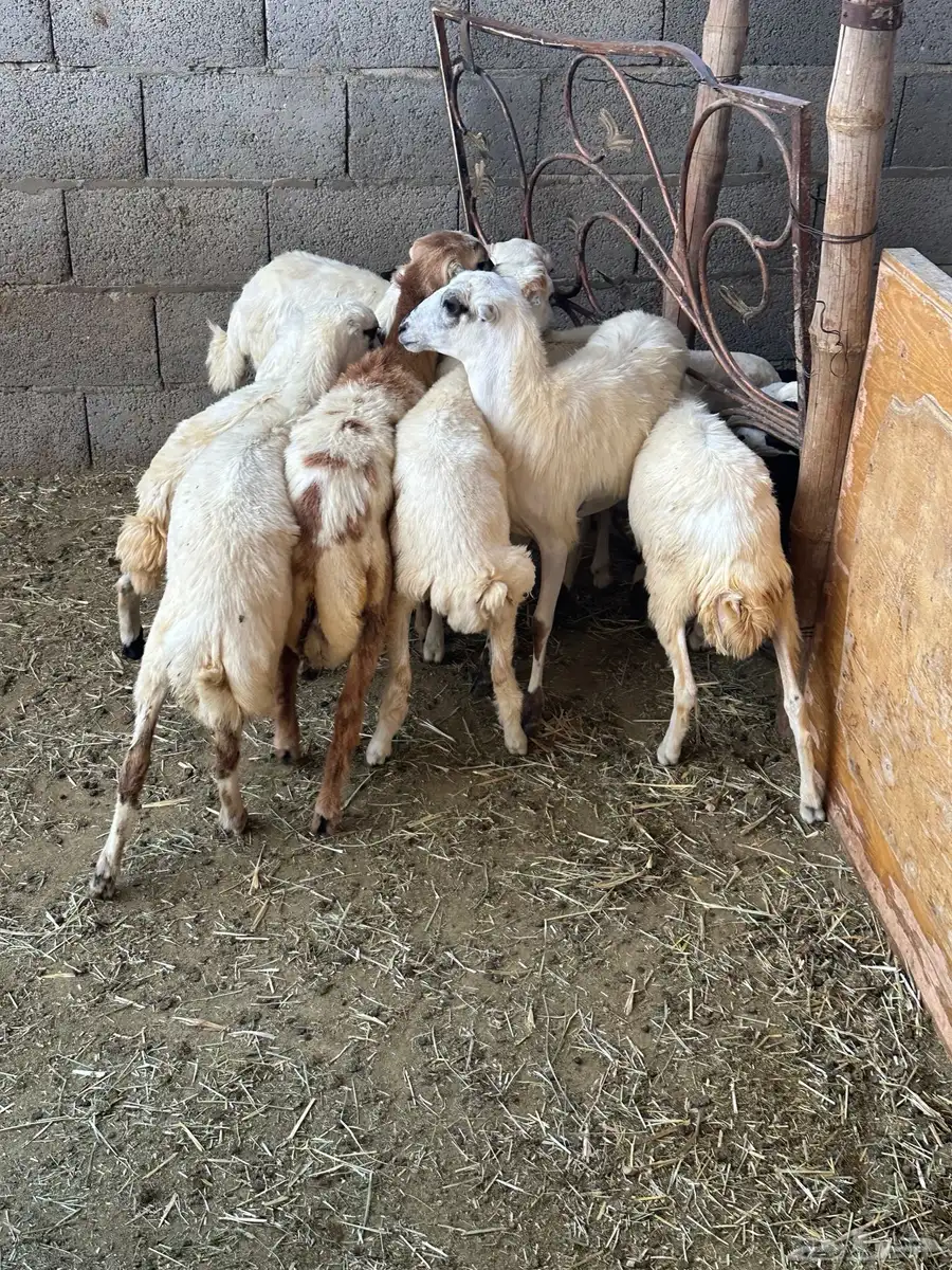 رخال رفيد 12