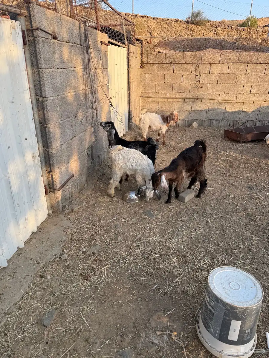تيوس بريه  غنم مواليد ثنتين عليها 3 1