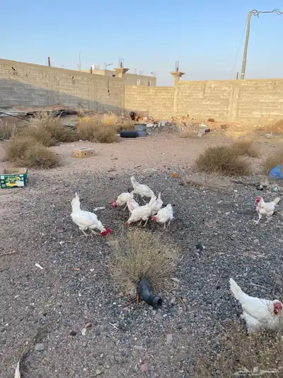 دجاج لوهمان للبيع 2