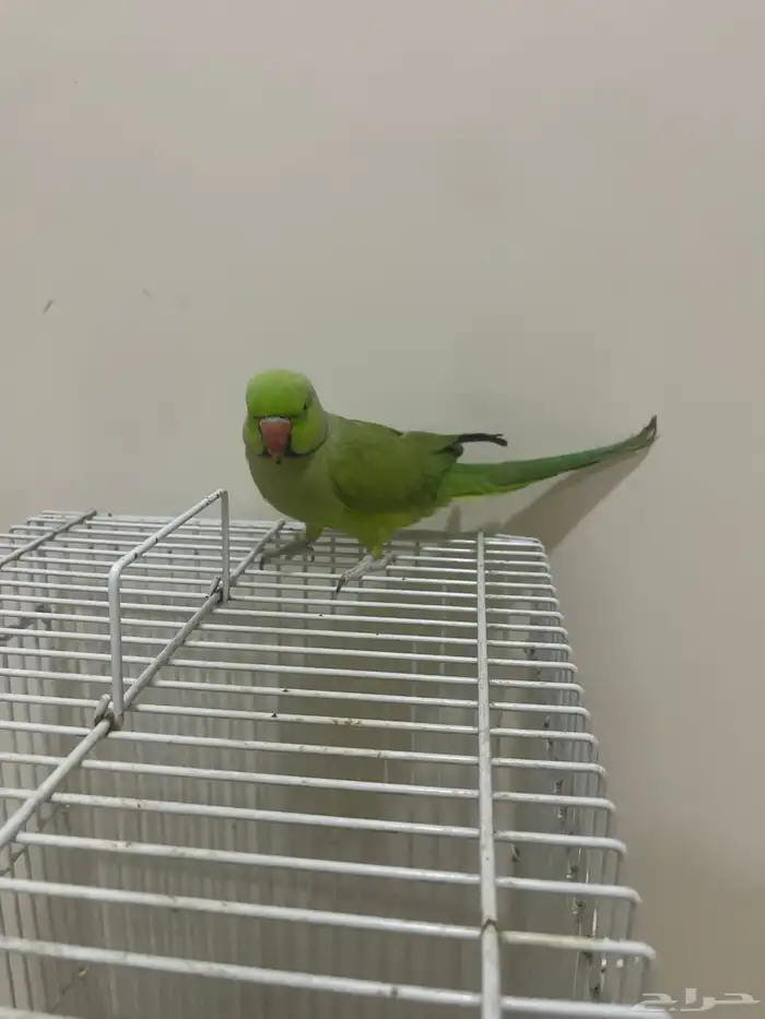 دوره ذكر هندي اليف دون عض 2