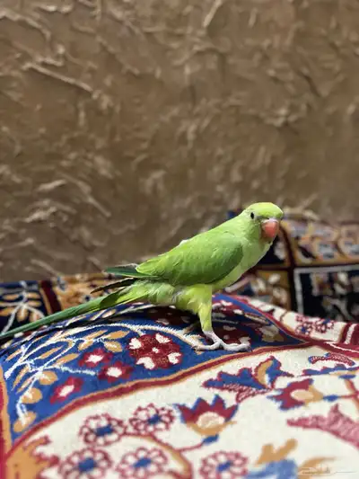 ببغاء دره يطلع على اليد هدد مزاجي طير بيت 5