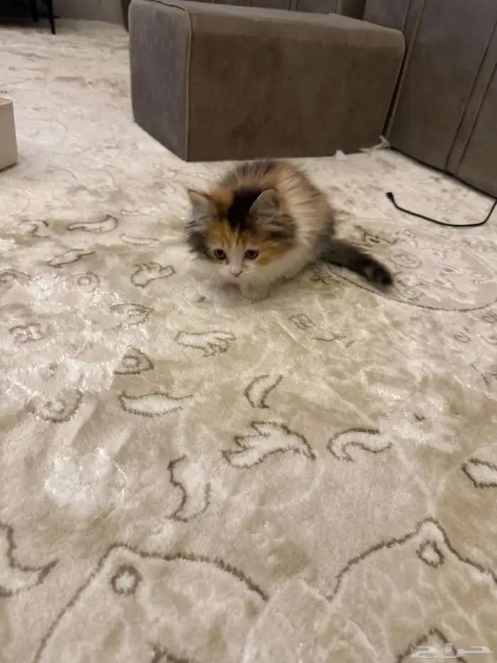 كيتن شيرازي 5