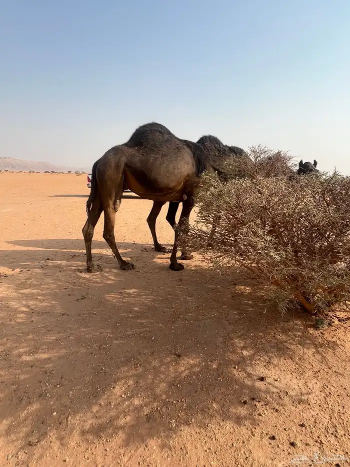 حايل 1
