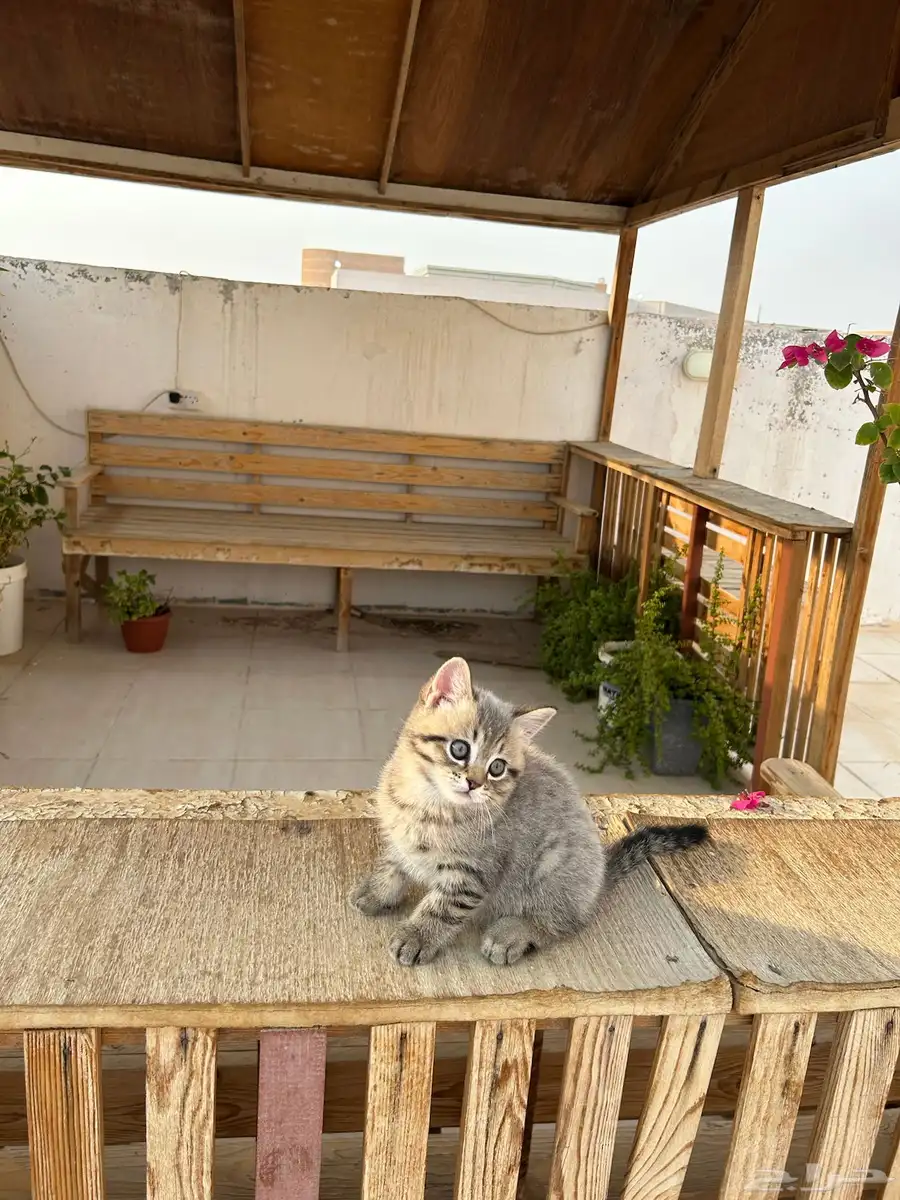 قطط كتن سكوتش فولد وستريت انتاج فاخر الاب استيراد اوكراني 29