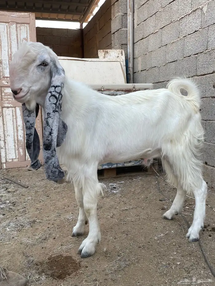 تيس اجم جذع مشروك ابيض 5