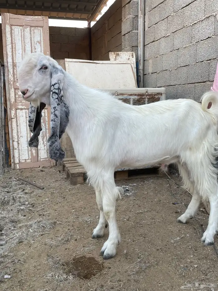 تيس اجم جذع مشروك ابيض 3