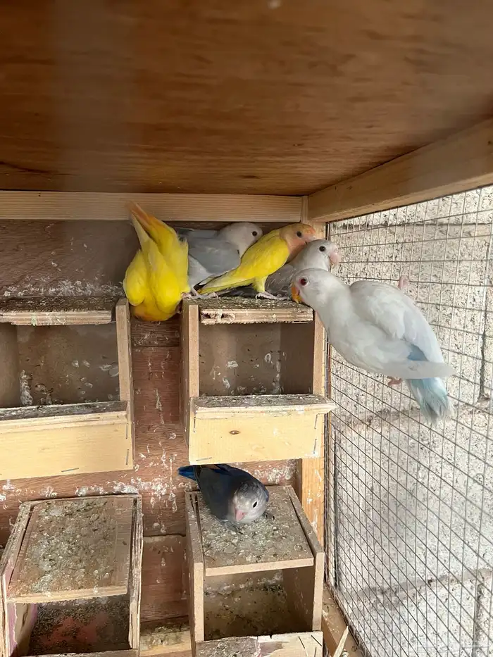 روز الوان مختلفه عمر شهرين 0