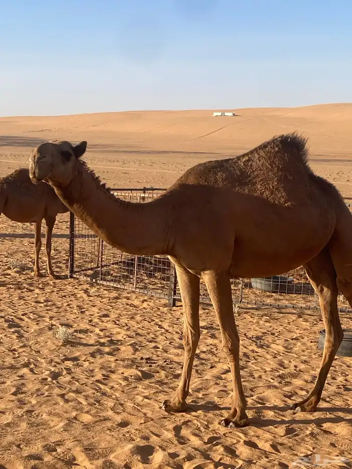شعلا جذعة 1
