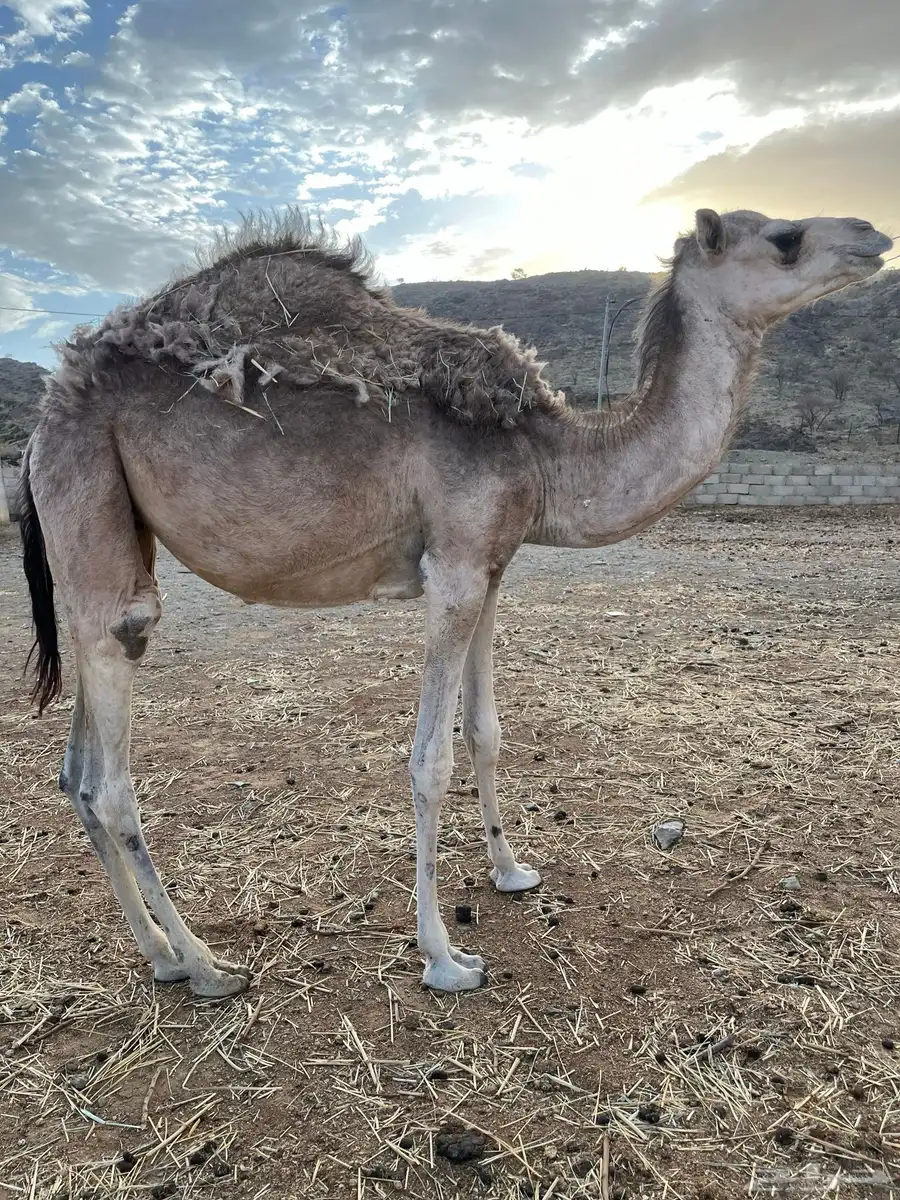 بكره لبيع 0